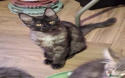 Maine Coon cats for sale: Stunning litter of Maine Coons - ready now! - Image 3