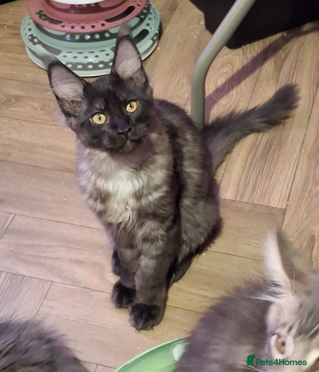 Maine Coon cats for sale: Stunning litter of Maine Coons - ready now! - Image 3