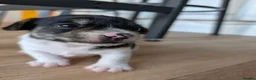 Mixed Breed dogs for sale: Mixed Breed Puppies  - Advert 6