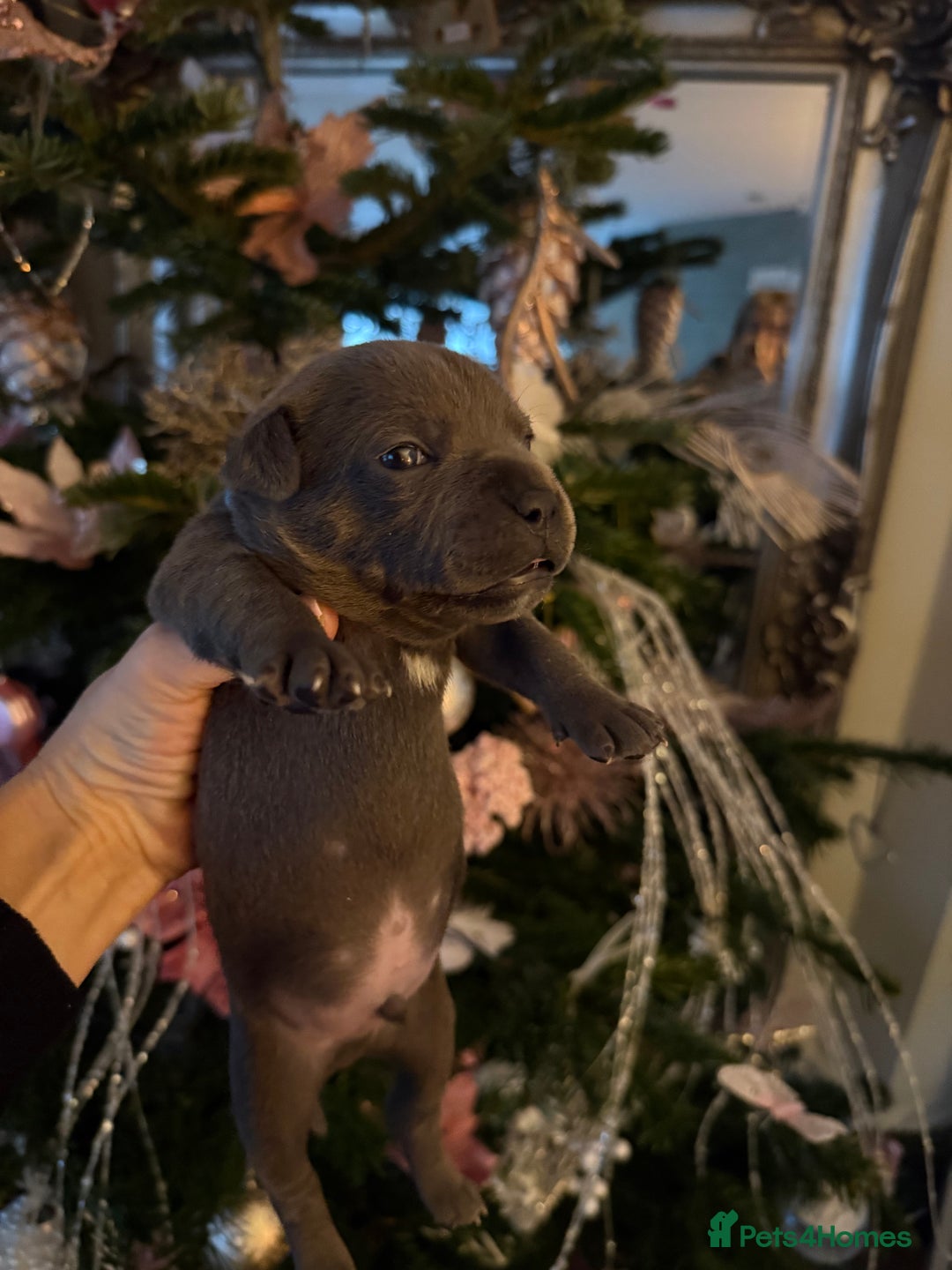 Staffordshire Bull Terrier dogs for sale: KC Blue Staffordshire Bull Terrier Puppies  - Advert 20