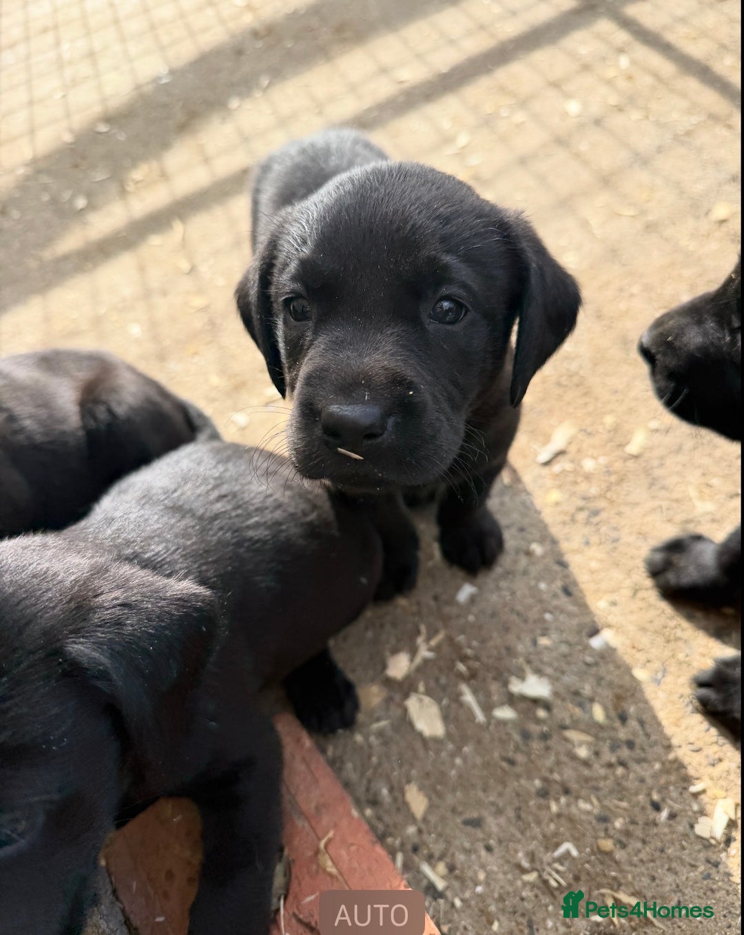 Labrador Retriever dogs for sale: KC reg. Health clear. Labrador puppies  - Advert 4