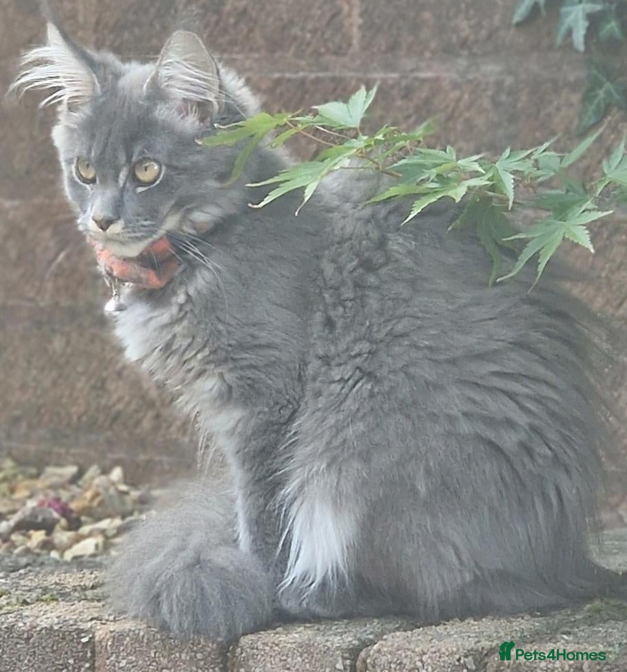Maine Coon cats Our last Maine Coon Kitten, left behind  - Advert 1