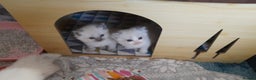 Ragdoll cats for sale: Stunning ragdolls - Advert 18