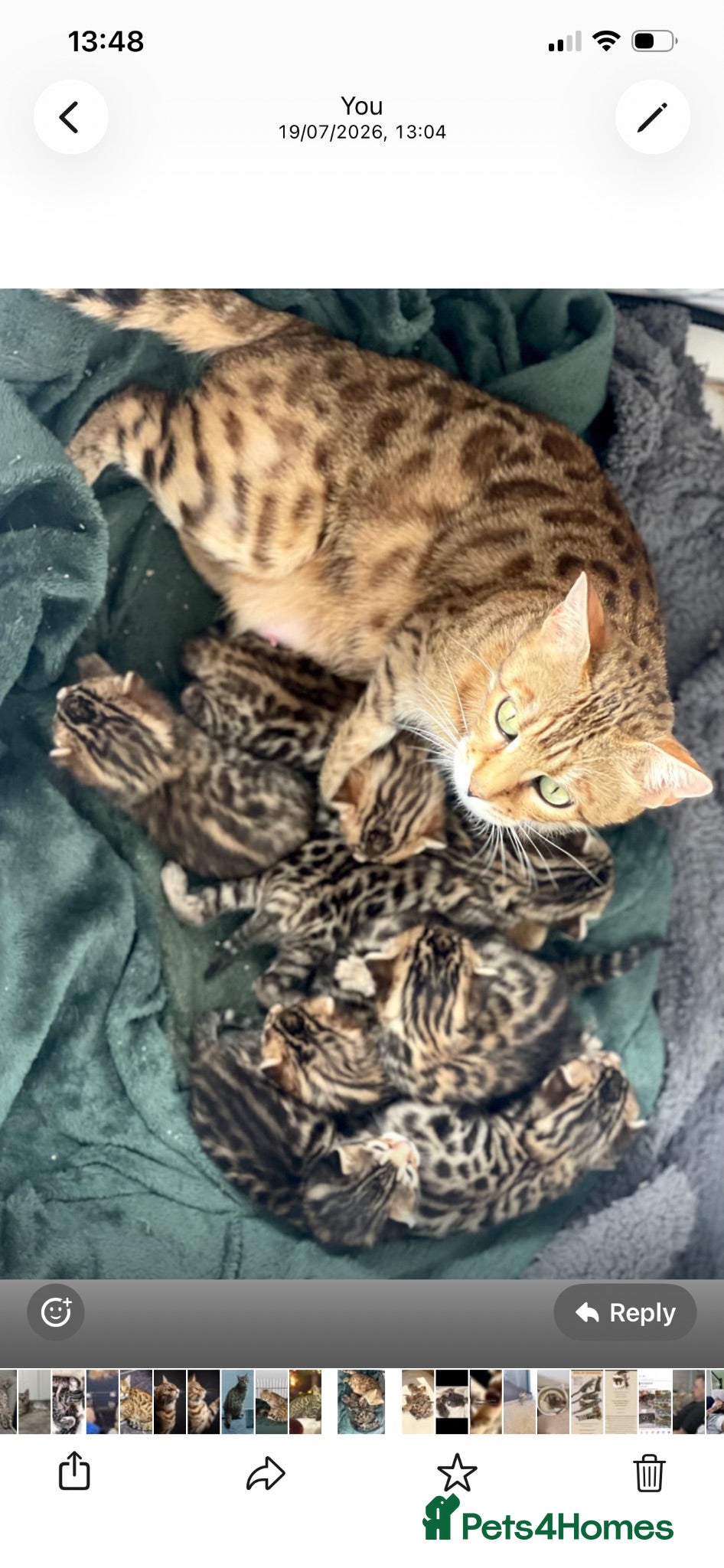 Bengal cats Outstanding TICA Breeding Queen Available 😻😻 - Advert 14