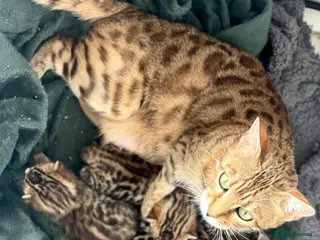 Bengal cats Outstanding TICA Breeding Queen Available 😻😻 - Advert 14
