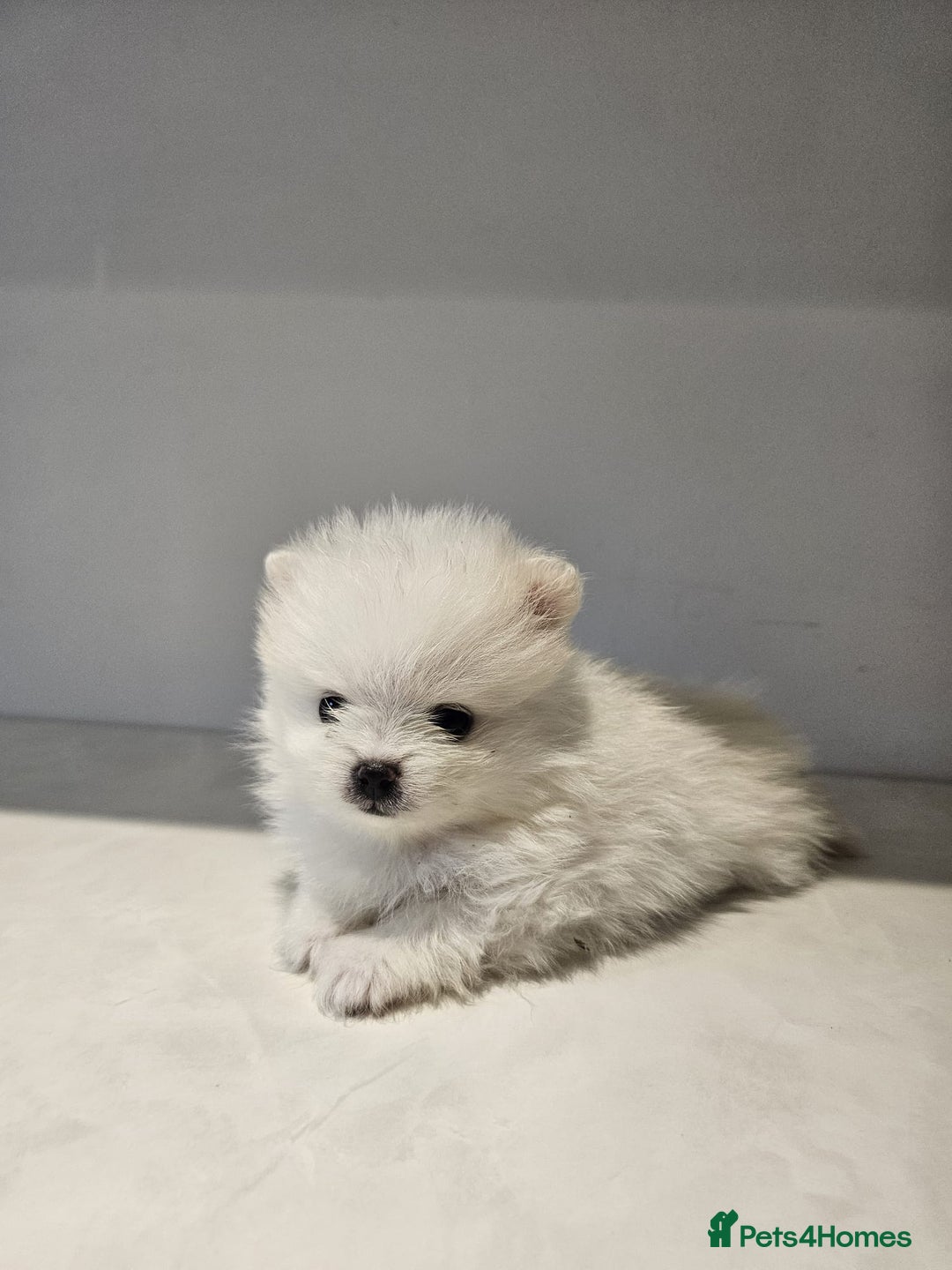 Pomeranian dogs for sale: Adorable mini Pomeranian ❤ - Advert 11