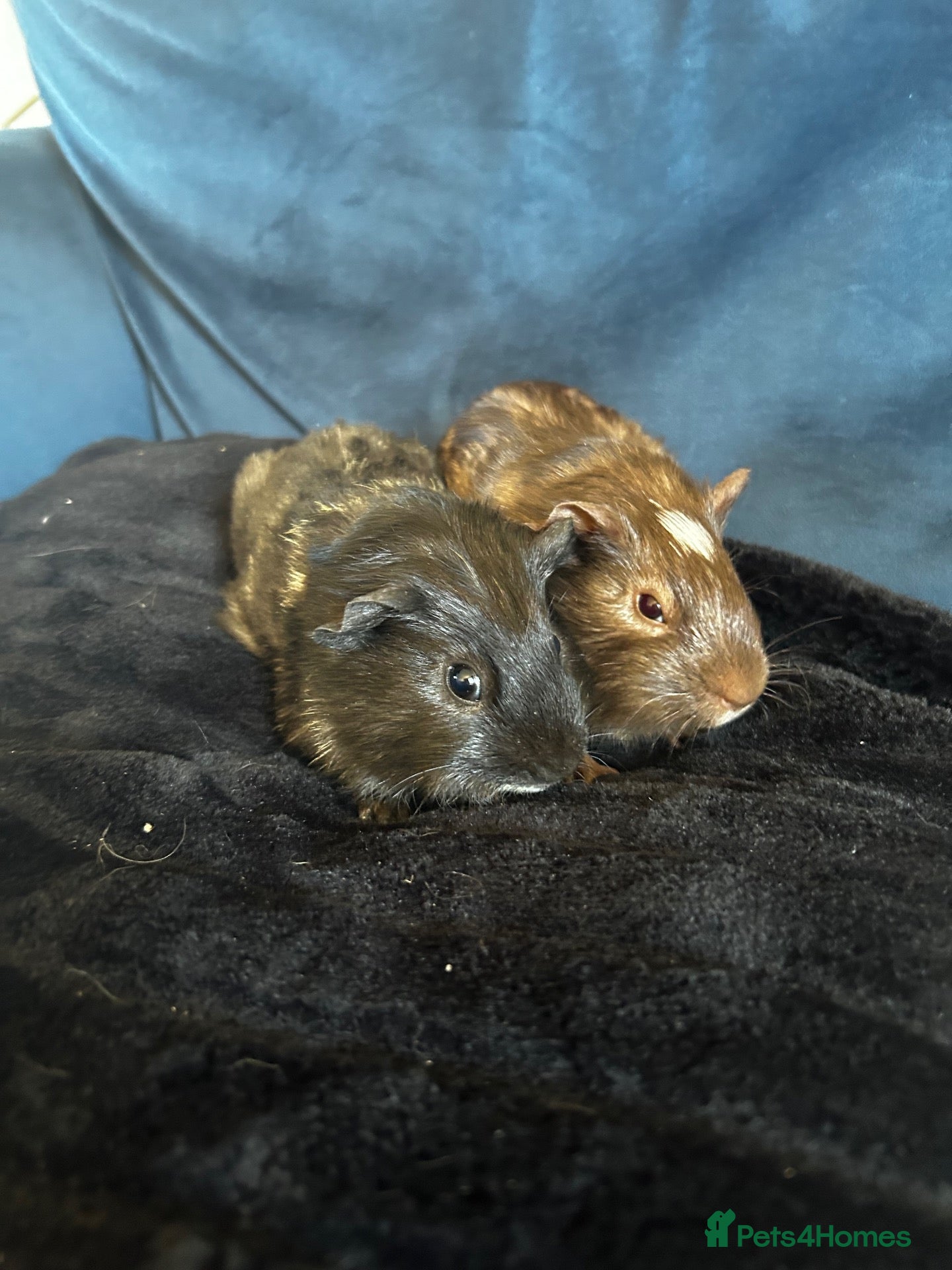 Guinea Pig rodents Female guniea pigs  - Advert 3