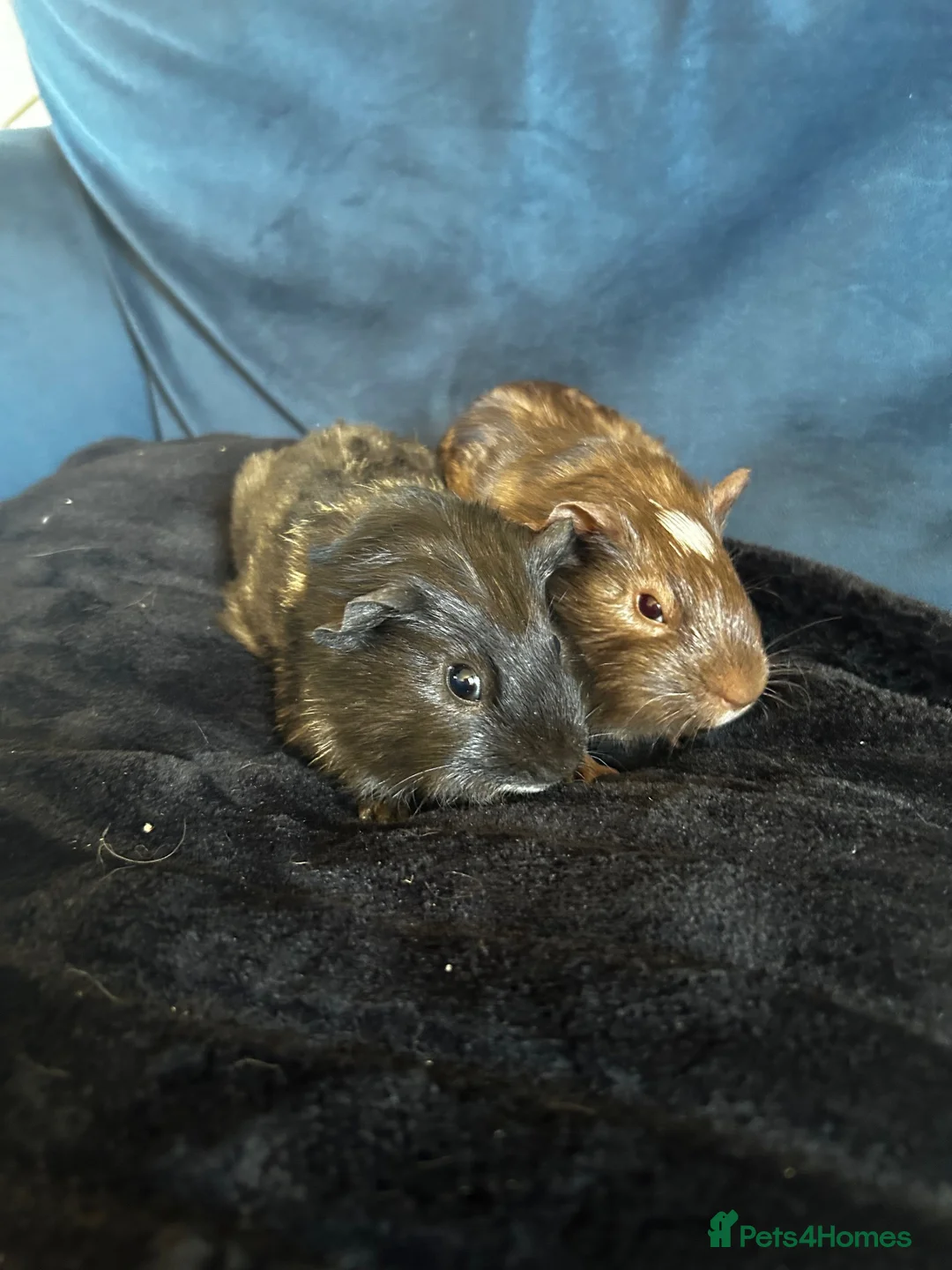 Guinea Pig rodents for sale: Female guniea pigs  in Cheltenham - Advert 1