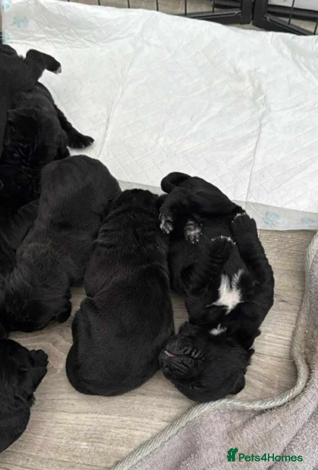 Cane Corso dogs for sale: Gentle Giants with Guardian Hearts - Advert 3