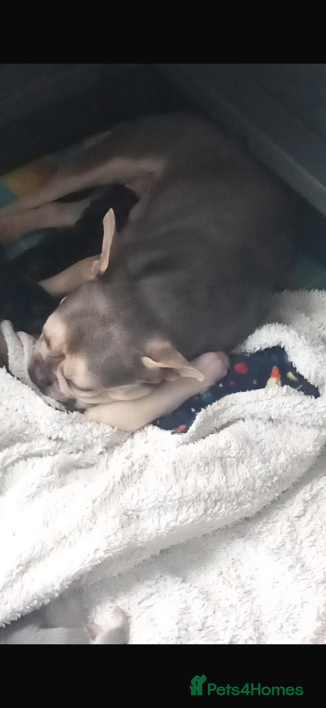 French Bulldog dogs for sale: French bulldog puppies  - Image 20