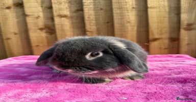 French Lop rabbits - Advert 6