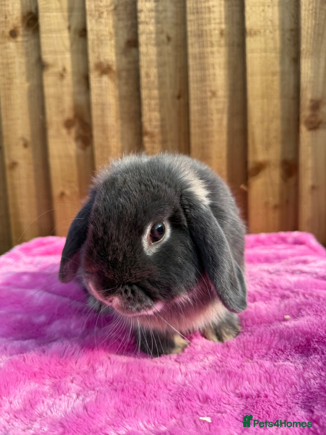 French Lop rabbits for sale: Adult rabbits to a good home.. - Image 3