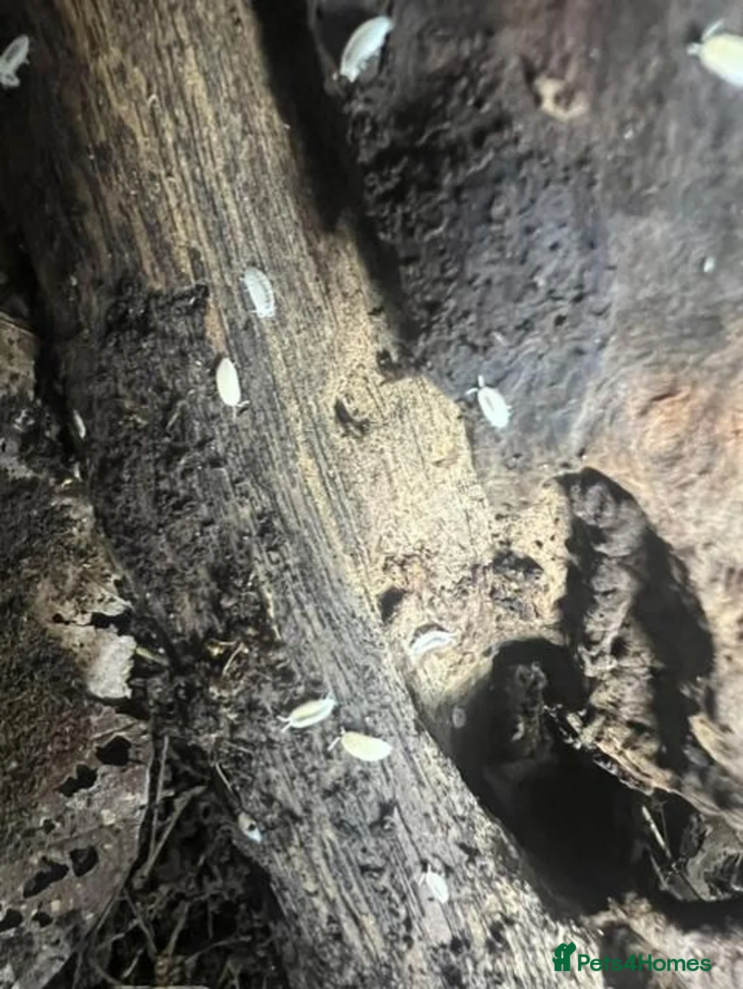 Isopods invertebrates for sale: Dwarf White Isopods (Trichorhina tomentosa) X20+ in Holyhead - Advert 2