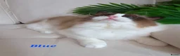 Ragdoll cats for sale: ✨ Exceptional Ragdolls,a distinguished lineage ✨ - Advert 10
