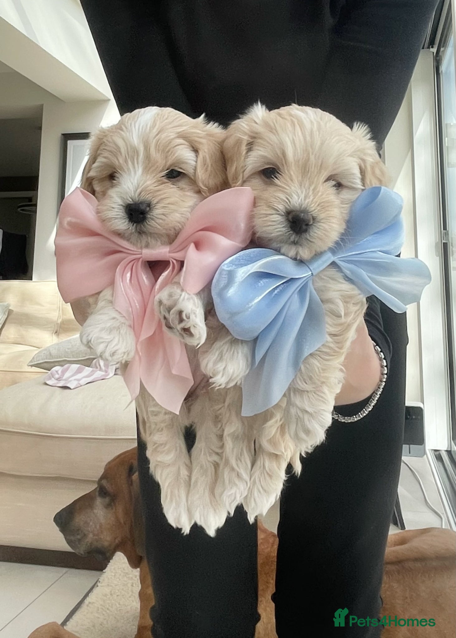 Maltipoo dogs for sale: Exceptional Korean Maltipoo Puppies - Advert 1
