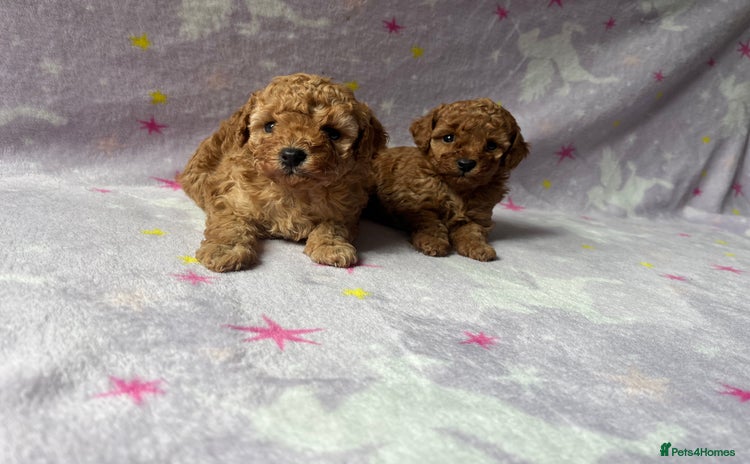 Toy Poodle dogs - Advert 11