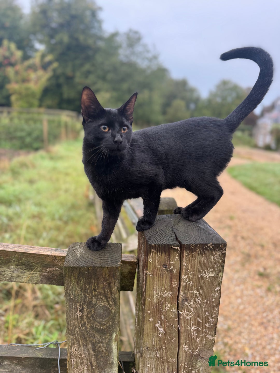 Savannah cats for sale: Savannah x Dorset Lad  - Image 12
