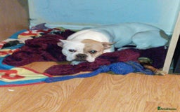 Mixed Breed dogs for sale: Staff cross Frenchie  - Image 3