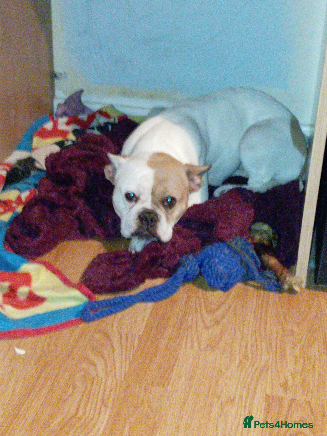Mixed Breed dogs for sale: Staff cross Frenchie  - Image 3
