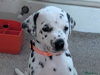 Dalmatian dogs KC registered Dalmatian puppies - Advert 16