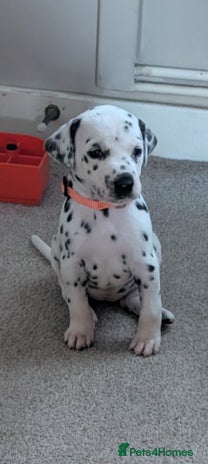 Dalmatian dogs KC registered Dalmatian puppies - Advert 3
