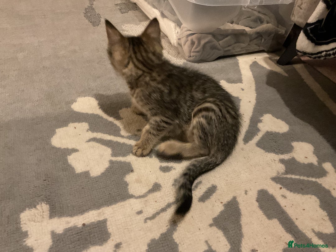 Mixed Breed cats for sale: Kittens for sale ready to go now   - Advert 19