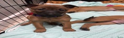 Mixed Breed dogs for sale: Belgian mali cross bullgreyhound PUPPIES  - Advert 38