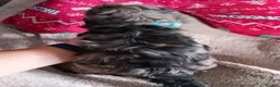 Cockapoo dogs for sale: Amazing cockapoos  - Advert 20