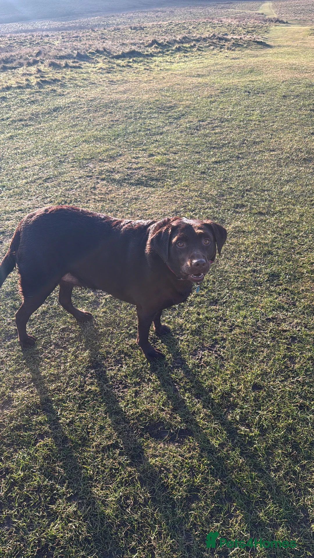 Labrador Retriever dogs for sale: Emily in Stockport - Advert 4