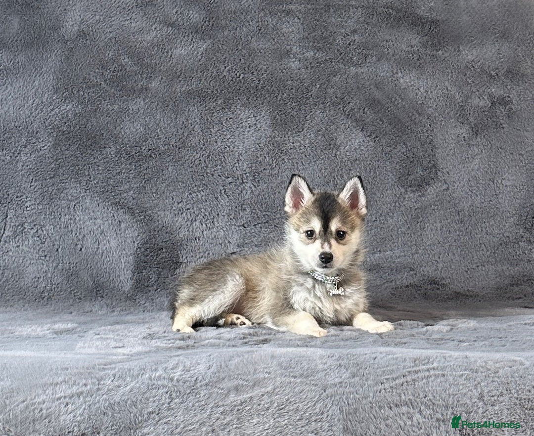 Pomsky dogs for sale: (Loki) small (f3) wolf grey male Pomsky puppy - Advert 6