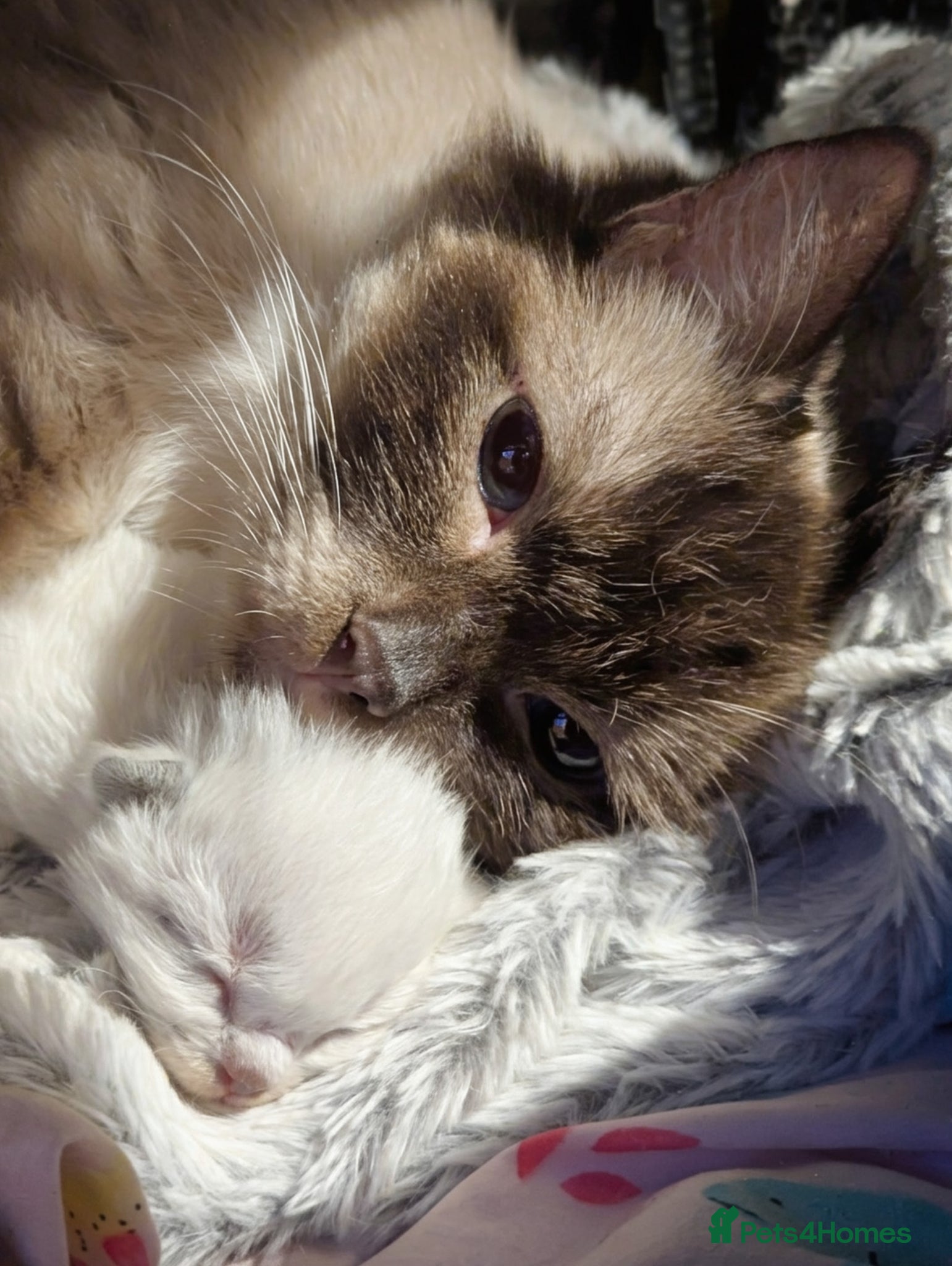 Ragdoll cats 🩵 beautiful blue point boy 🩵 - Advert 1
