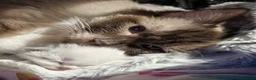 Ragdoll cats for sale: 🩵 beautiful blue point boy 🩵 - Advert 1