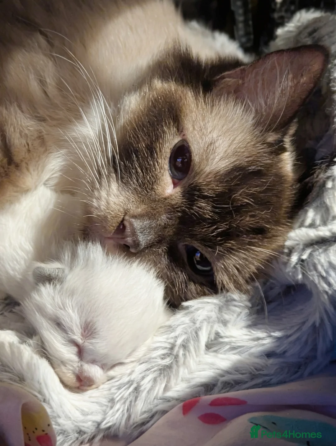 Ragdoll cats for sale: 🩵 beautiful blue point boy 🩵 - Advert 1