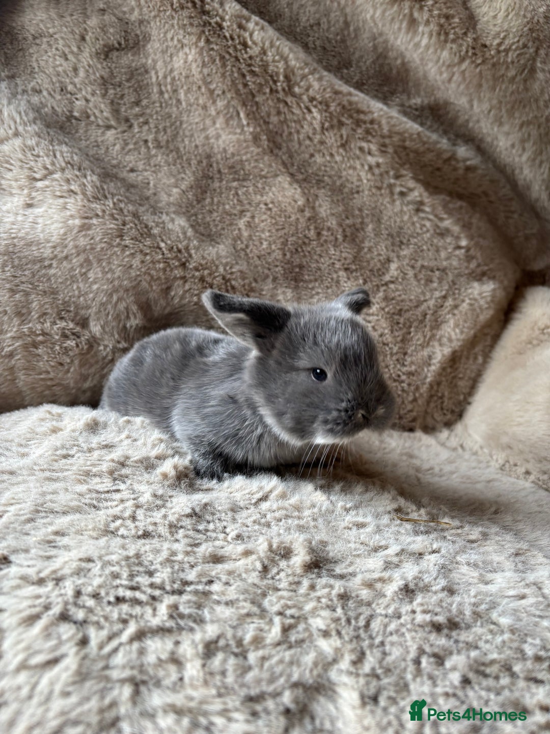 French Lop rabbits for sale: 4 beautiful French lops  - Advert 7