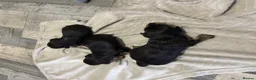 Mixed Breed dogs for sale: Jorkie pups for sale  - Advert 10