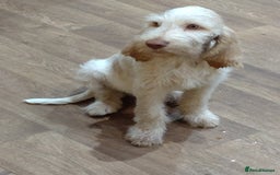 Italian Spinone dogs for sale: Gorgeous Italian Spinones - Image 1