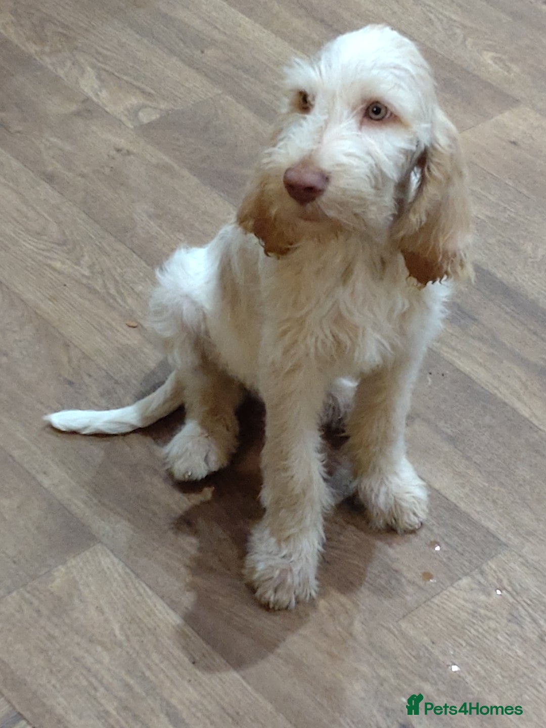 Italian Spinone dogs for sale: Gorgeous Italian Spinones - Image 1