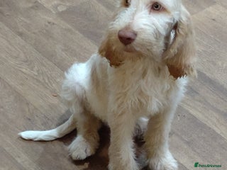 Italian Spinone dogs for sale - Advert 1