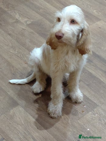 Italian Spinone dogs - Advert 2