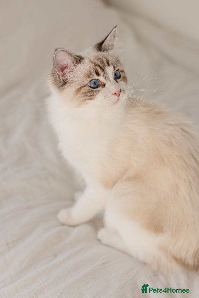 Ragdoll cats Ready now Bicolour Lynx Ragdoll female  - Advert 1