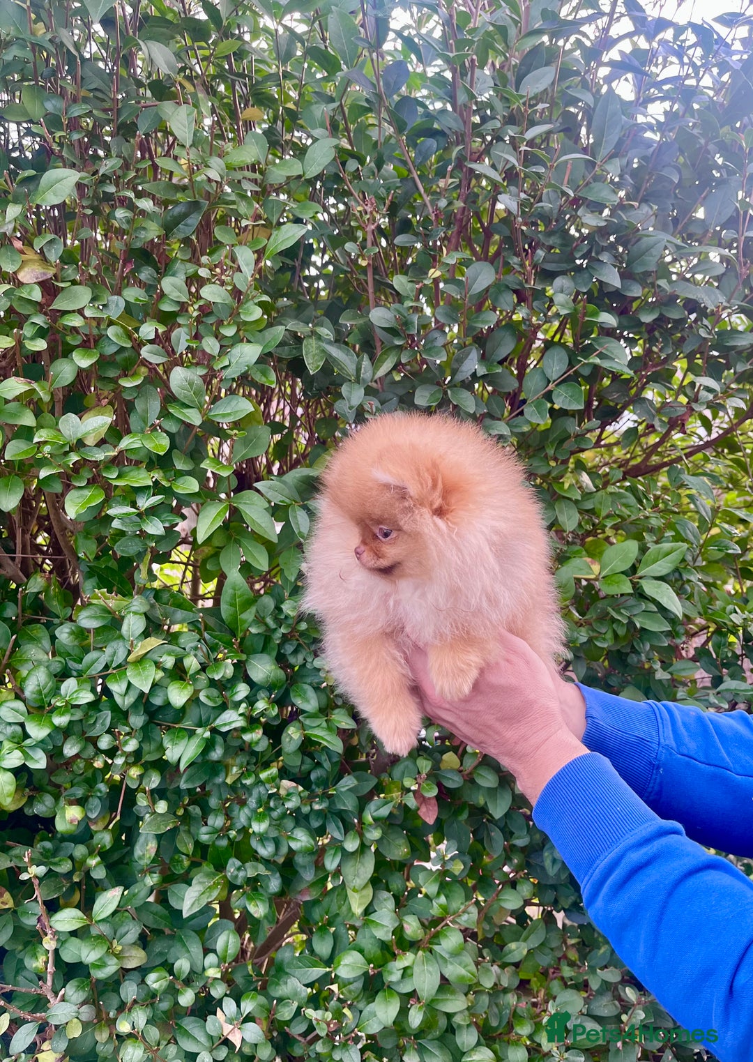 Pomeranian dogs for sale: Top Quality 🐻 Teddy Face🧸Perfect Size - Advert 14