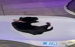 Mixed Breed dogs for sale: Dorkies - Image 3