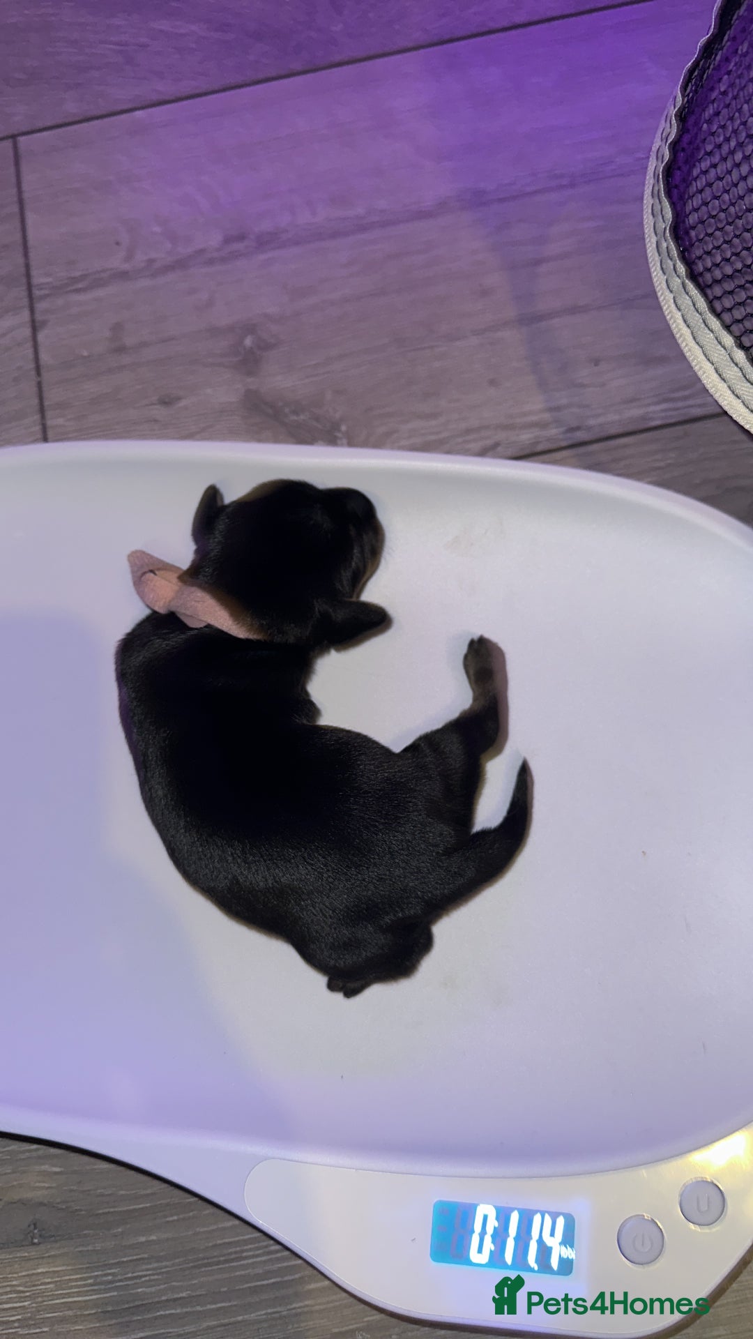 Mixed Breed dogs for sale: Dorkies - Image 3