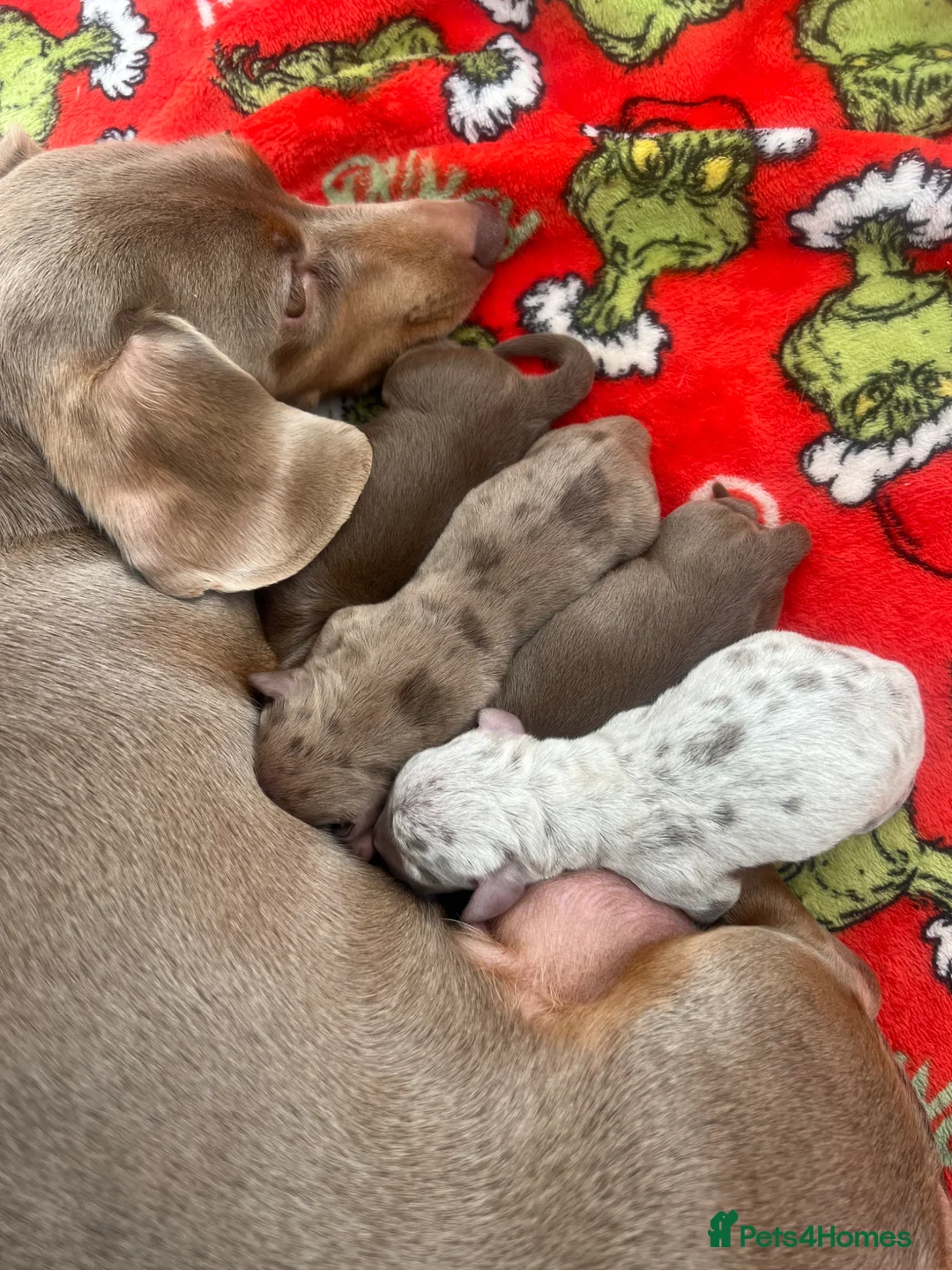 Dachshund dogs for sale: One little pup🩷 - Advert 8