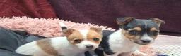 Jack Russell dogs for sale: Pure Jack Russell pups for sale - Advert 4