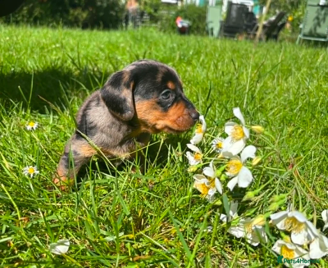 Dachshund dogs for sale: Dachshund puppies in Leicester - Advert 16