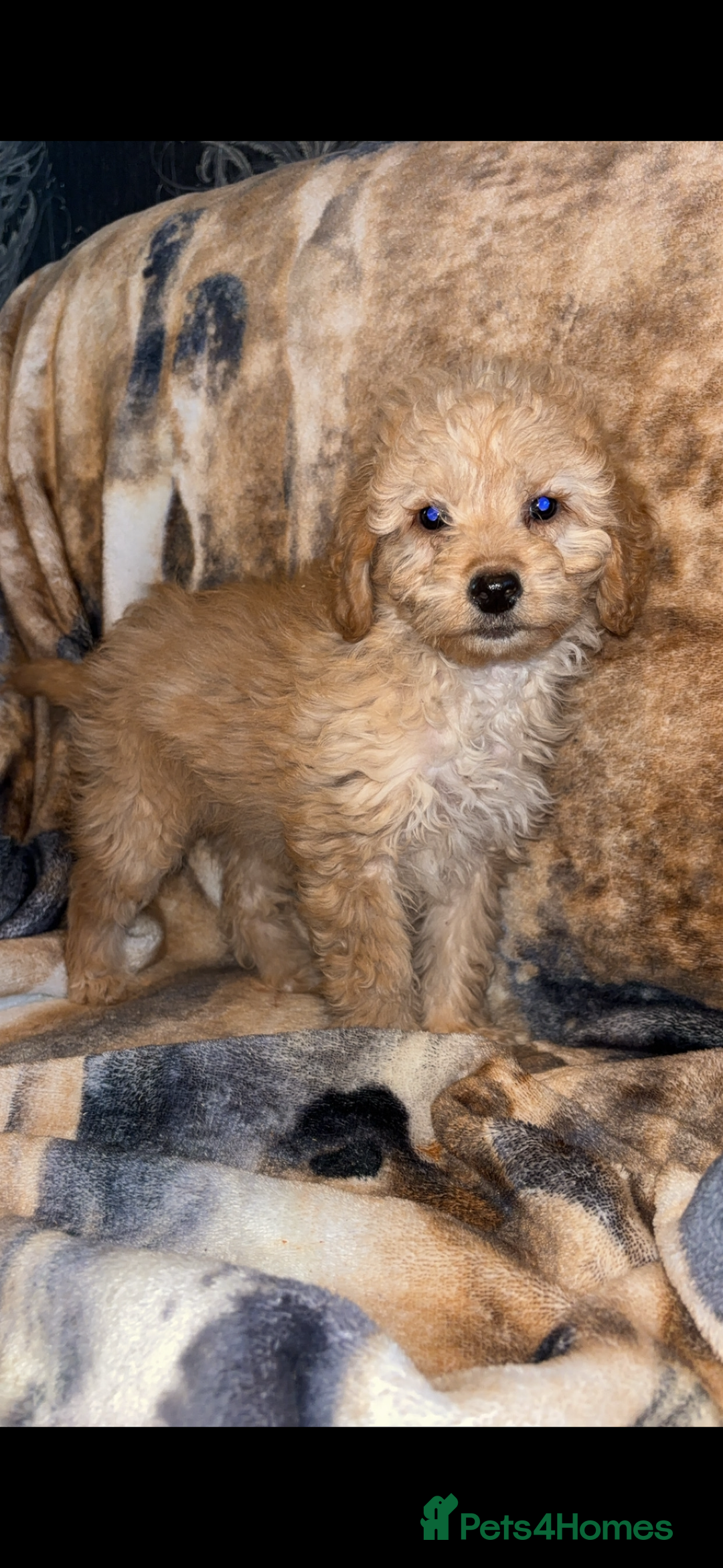 Cockapoo dogs for sale: Cockapoo puppies  - Image 5