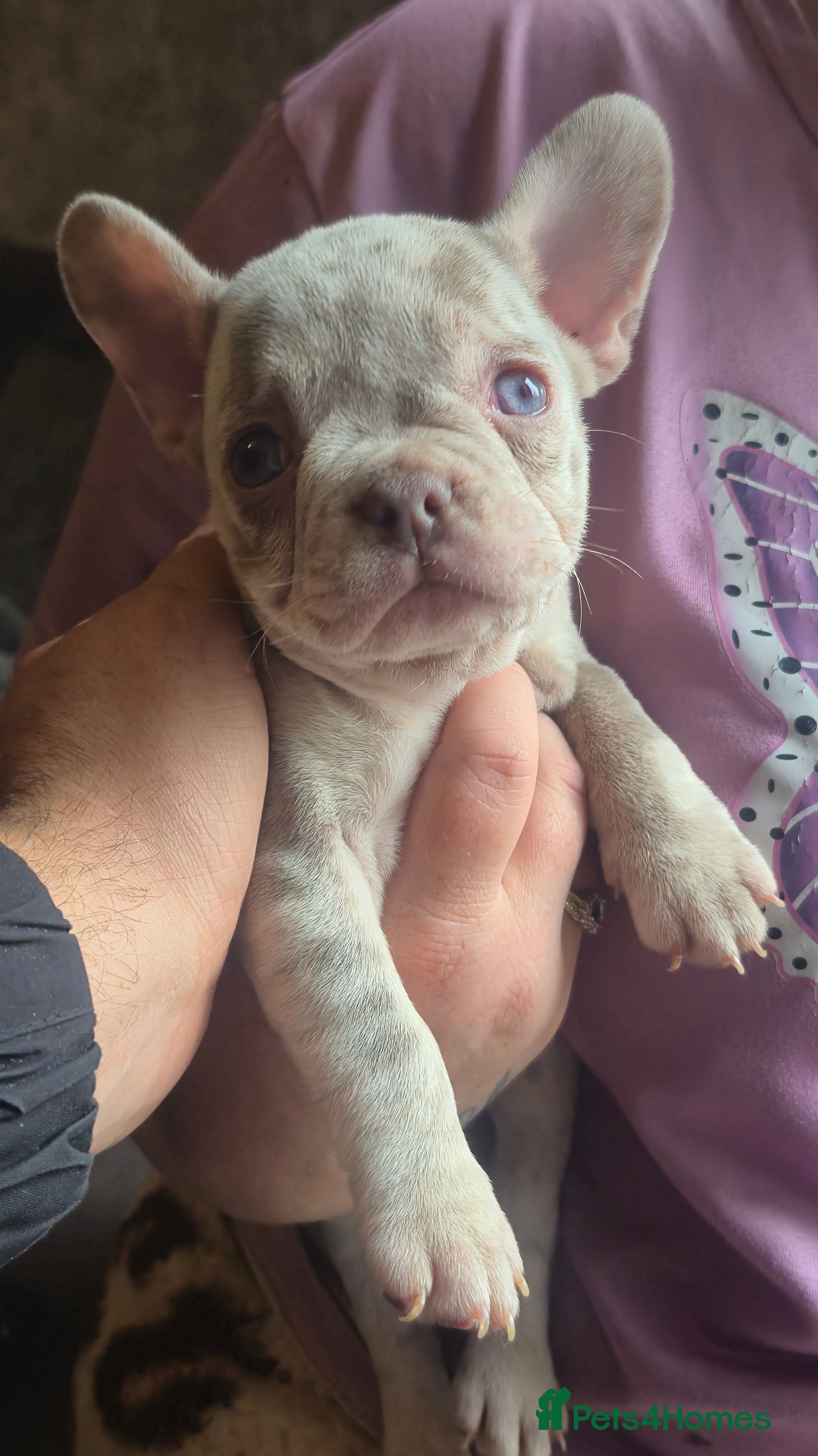 French Bulldog dogs Last female merle french bulldog - Advert 9