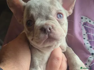 French Bulldog dogs Last female merle french bulldog - Advert 9