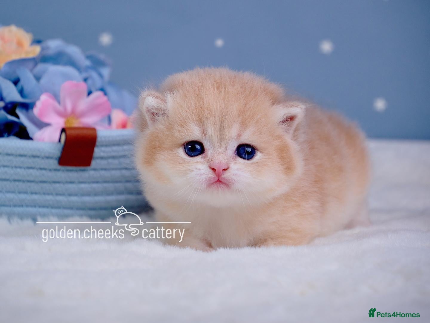 British Shorthair cats Exceptional Kittens from Outstanding Bloodlines  - Advert 1